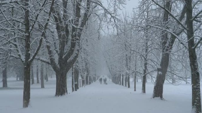 在一场严重的暴风雪中，人们沿着风景秀丽的大道散步很开心。