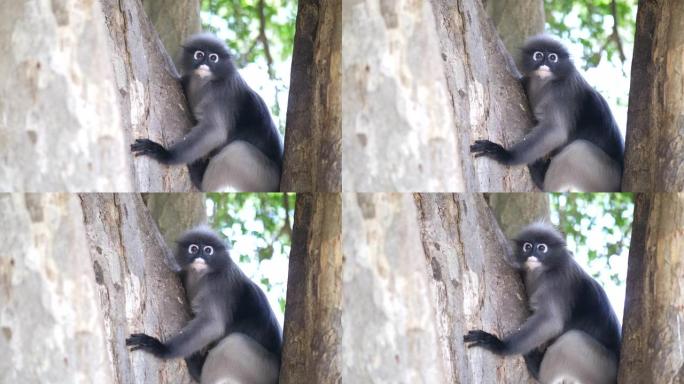 猴子生活在天然森林中