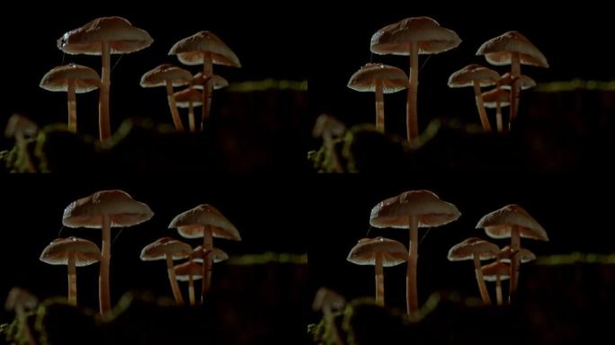 超级SLO MO液滴在晚上落在阳伞蘑菇上