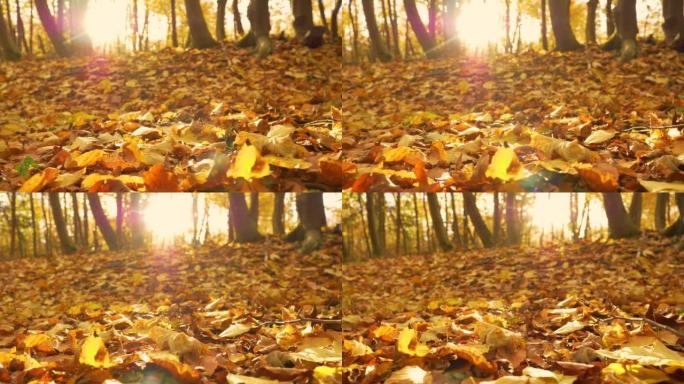 特写: 森林地面上覆盖着秋天温暖的干燥叶子