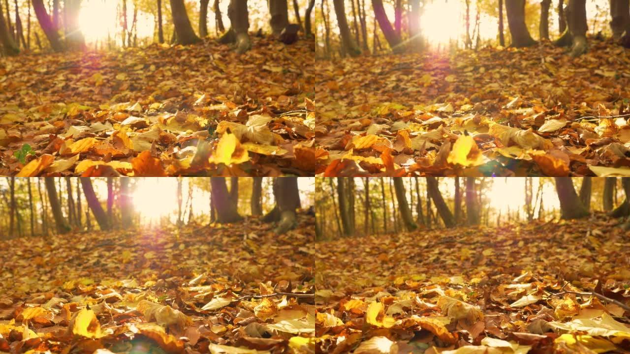 特写: 森林地面上覆盖着秋天温暖的干燥叶子