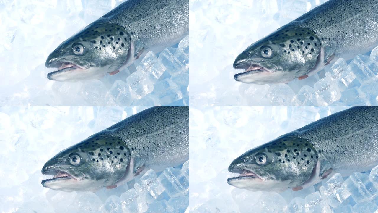 冰上的鳟鱼特写