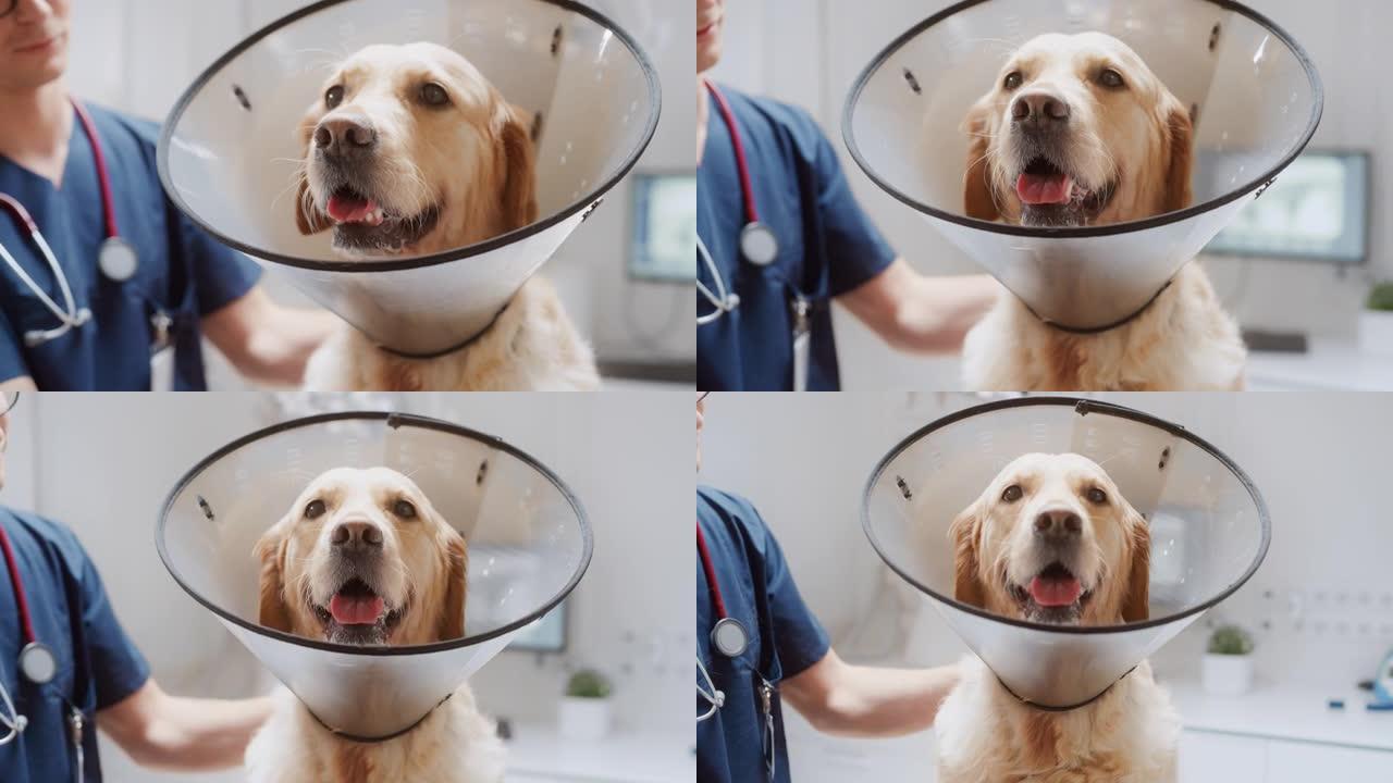 一只忠实的金毛猎犬宠物戴着恢复项圈的特写肖像。兽医在兽医诊所抚摸和检查的英俊成年狗