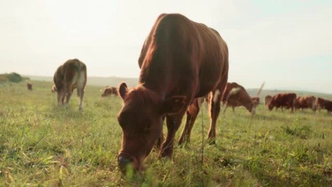 牛，田地和牛在乡村，奶牛场环境和可持续的户外景观中吃草。牛肉业自然牧场中的农业，农业和棕色牲畜