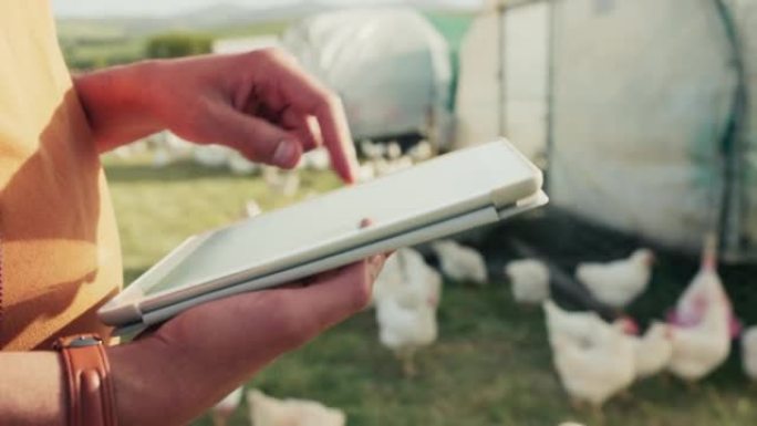 数字平板电脑，养鸡户和可持续有机畜牧业健康收获可持续性。现代蛋场、动物规划和在线农业技术监测家禽健康
