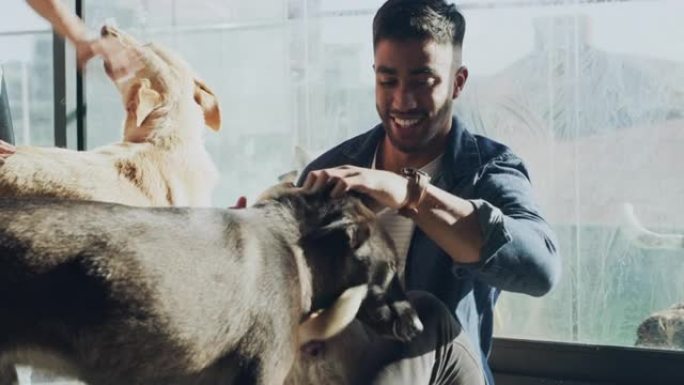 4k视频片段，一对年轻夫妇在动物收容所与狗建立联系