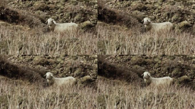阿根廷巴塔哥尼亚山坡上行走的一只羊。4k分辨率。