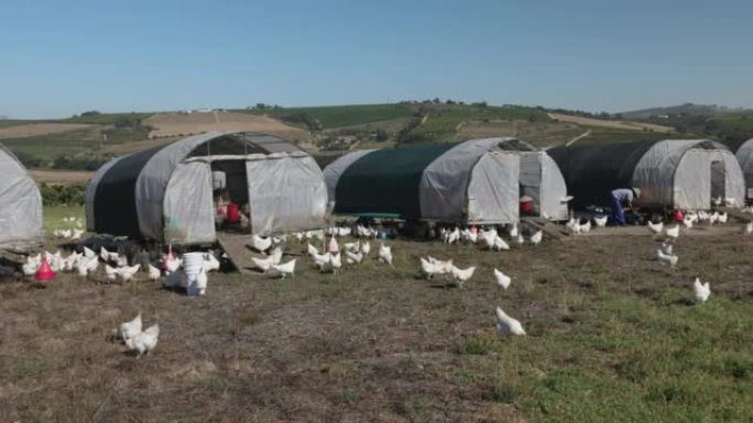 平移视图。非洲黑人农民从便携式可移动鸡舍中收集鸡蛋，并代替大量自由放养的有机鸡