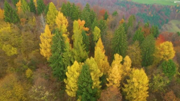 空中: 在美丽的秋季调色板中飞越风景如画的林地地区