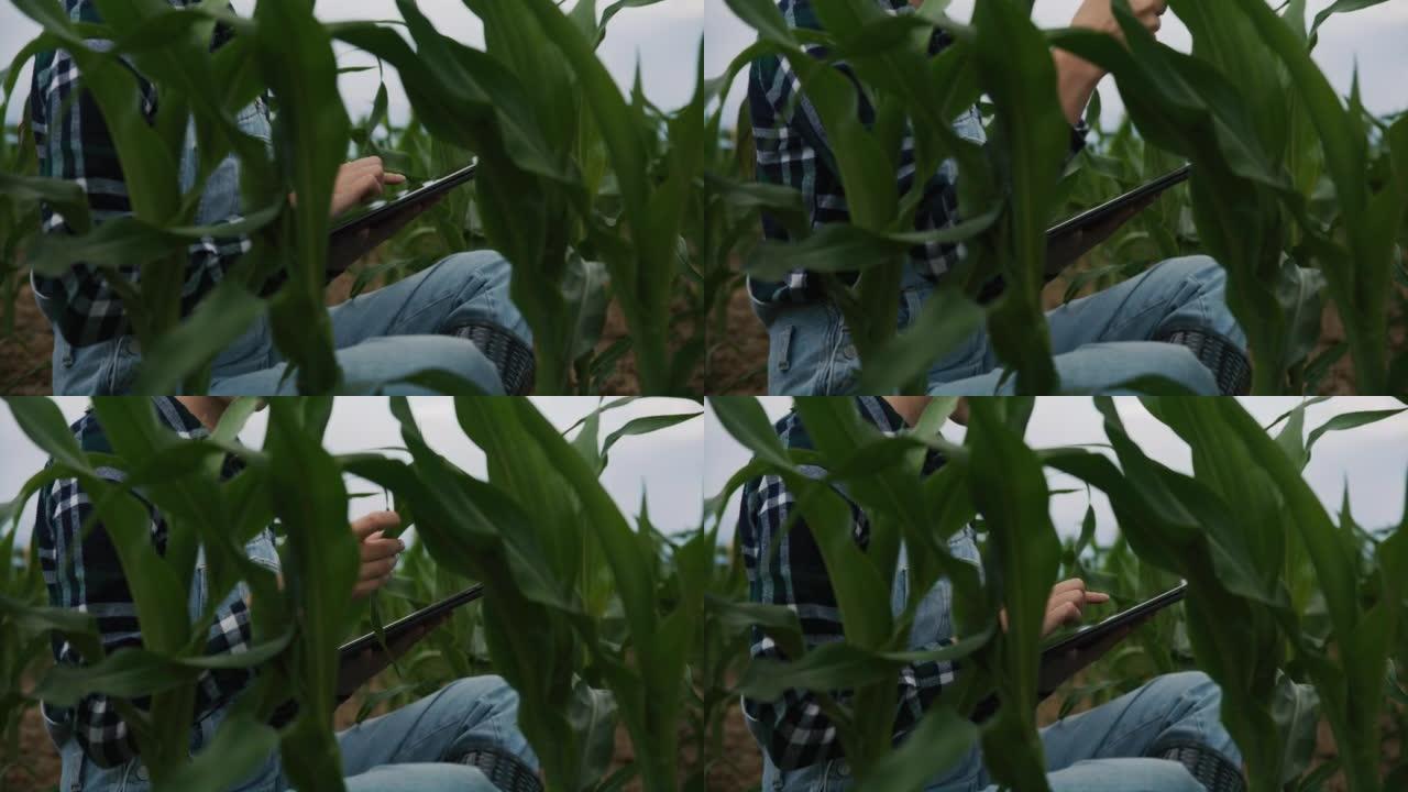 特写农民妇女跪在农业玉米田里，用数字平板电脑检查植物的质量