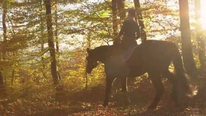 镜头耀斑: 在一个阳光明媚的秋天早晨探索树林的女性骑马骑手。