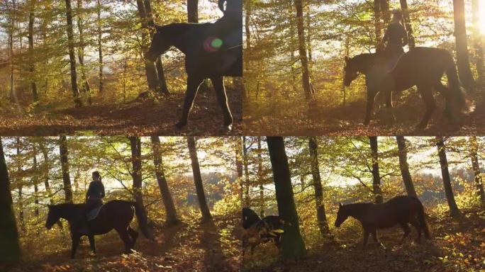 镜头耀斑: 在一个阳光明媚的秋天早晨探索树林的女性骑马骑手。