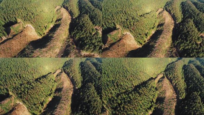山上的树木被砍伐山谷峡谷山林森林树林