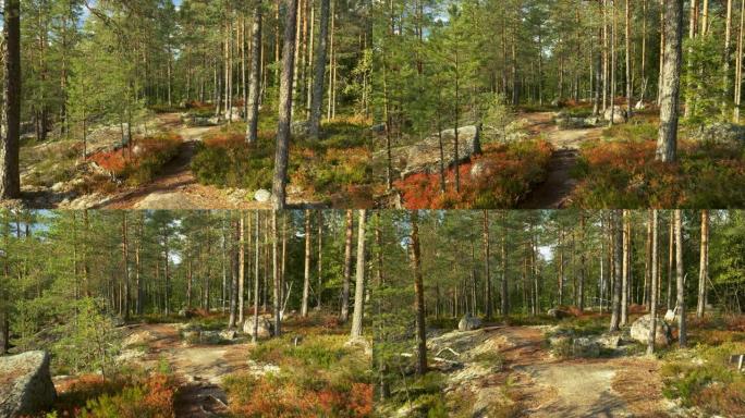 漫步芬兰雷波韦西国家公园的日落森林。相机在Repovesi公园的秋季森林中，在树木和灌木丛之间移动。