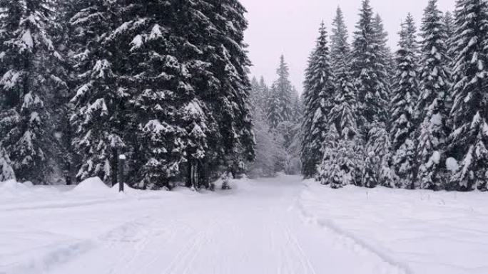 在下雪天的冬季景观中穿越雄伟的积雪覆盖的森林