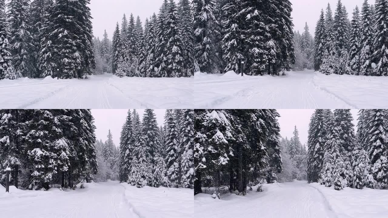 在下雪天的冬季景观中穿越雄伟的积雪覆盖的森林