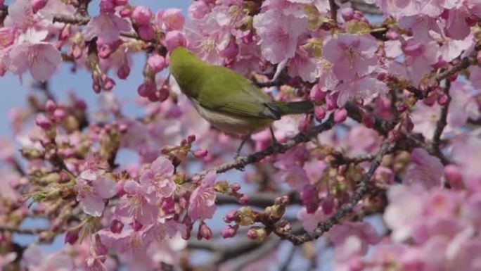 从樱花中吸食花蜜的白眼