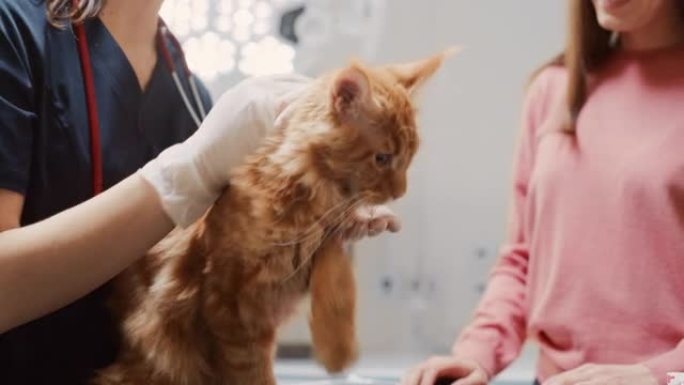 女兽医在检查台上检查一只红缅因猫的皮毛。猫主人带着她毛茸茸的朋友去一家现代兽医诊所做检查