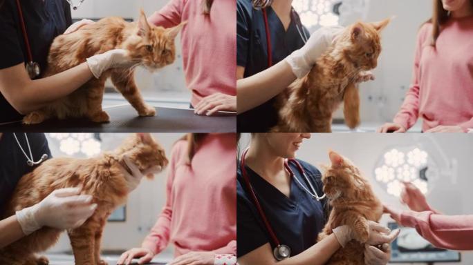 女兽医在检查台上检查一只红缅因猫的皮毛。猫主人带着她毛茸茸的朋友去一家现代兽医诊所做检查
