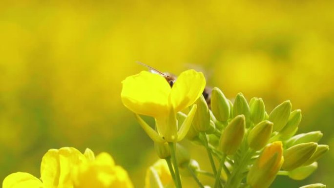 春季低芥酸菜子花上的蜜蜂