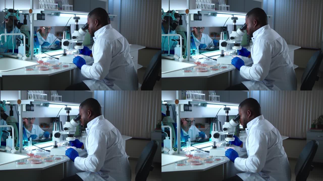 黑人科学家在显微镜下检查实验室肉