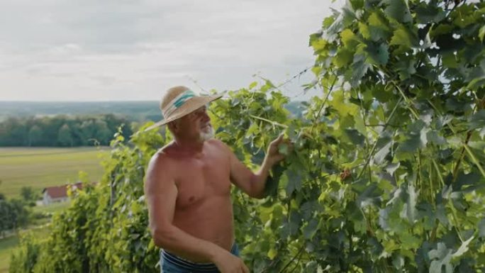 高级葡萄酿酒师检查葡萄园里葡萄的成熟度