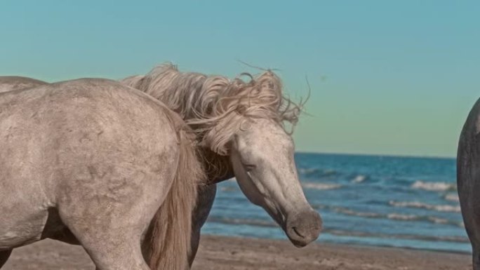 超级慢动作白马在阳光明媚的海滩上摇晃湿鬃毛
