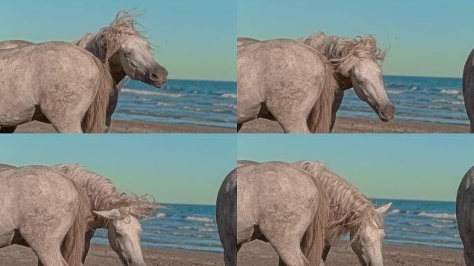 超级慢动作白马在阳光明媚的海滩上摇晃湿鬃毛