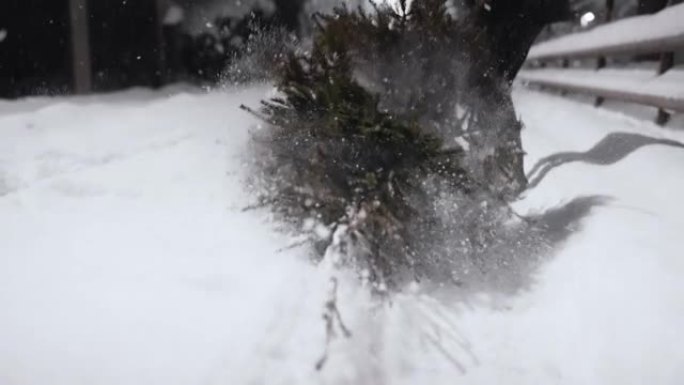 在雪地上掉下一棵枞树