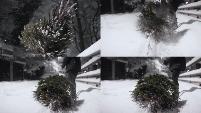 在雪地上掉下一棵枞树