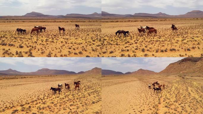 WS纳米比亚沙漠马，纳米比亚，非洲