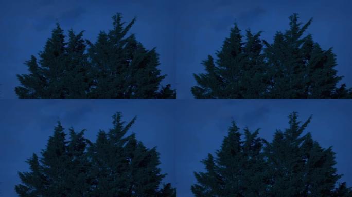 多风的夜晚浓密的常青树