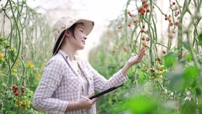 温室中的亚洲女农民使用平板电脑检查番茄的生长进度