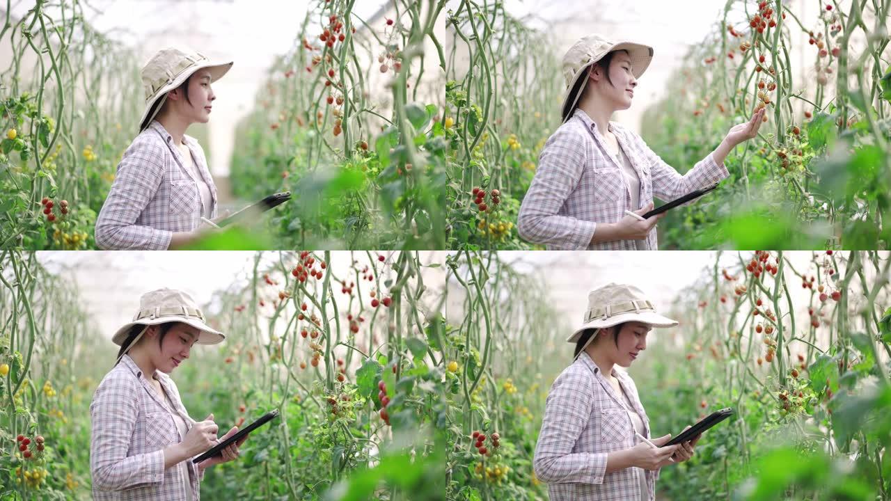 温室中的亚洲女农民使用平板电脑检查番茄的生长进度