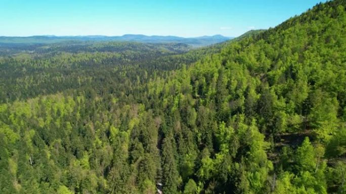 空中风景无人机拍摄了覆盖未触及的乡村景观的大片树林