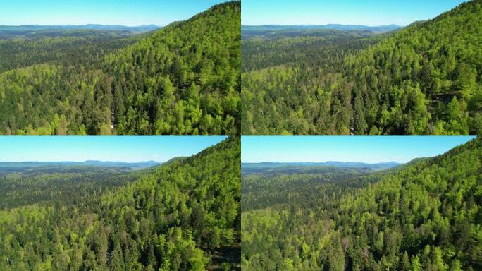 空中风景无人机拍摄了覆盖未触及的乡村景观的大片树林
