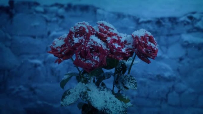 晚上在沃尔附近降雪的玫瑰