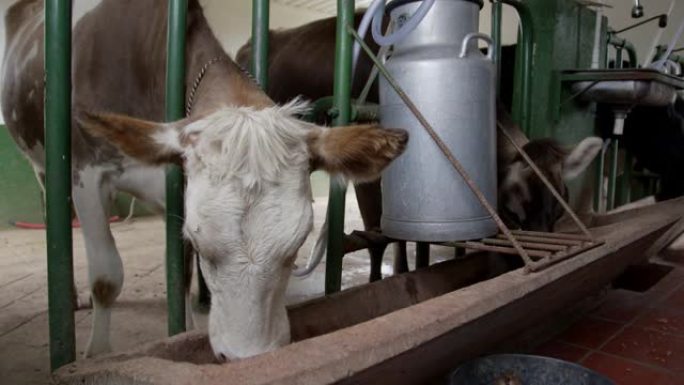 奶牛在自动奶牛场吃饭时被挤奶