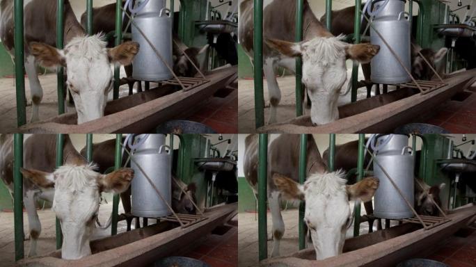 奶牛在自动奶牛场吃饭时被挤奶