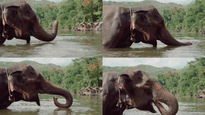 大象在河里玩耍
