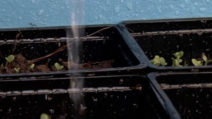 生长在小方形塑料盆中的幼小植物的茎。特写。