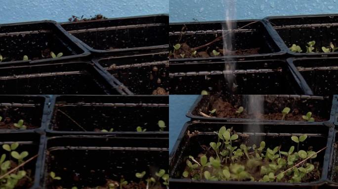生长在小方形塑料盆中的幼小植物的茎。特写。