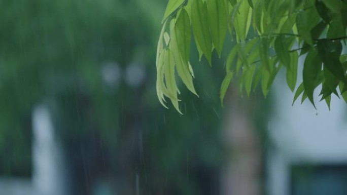 雨天的SLO MO CU绿叶