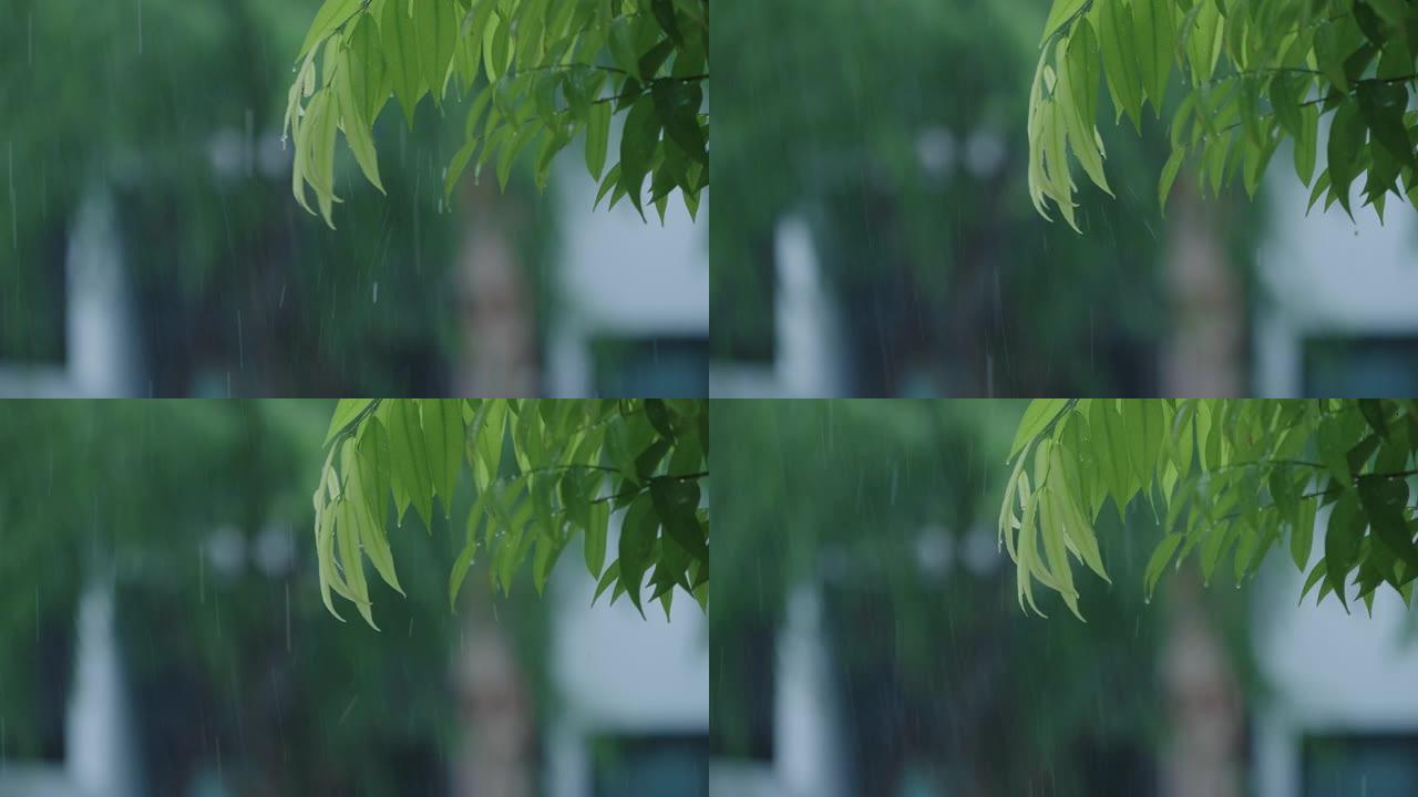 雨天的SLO MO CU绿叶