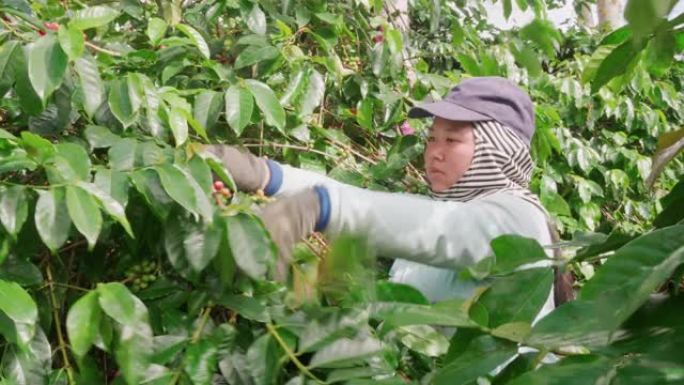 印尼女孩采摘咖啡樱桃