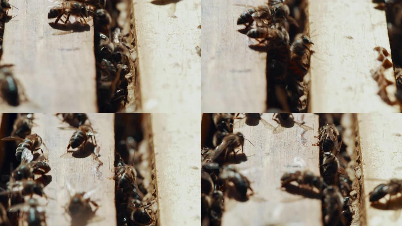 一个蜂场上繁忙的蜂箱的4k视频片段