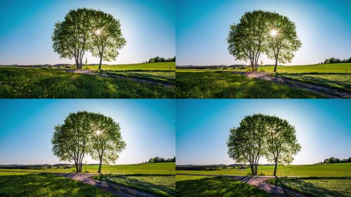 田园诗般的乡村景观中的孤独树-鹤镜头
