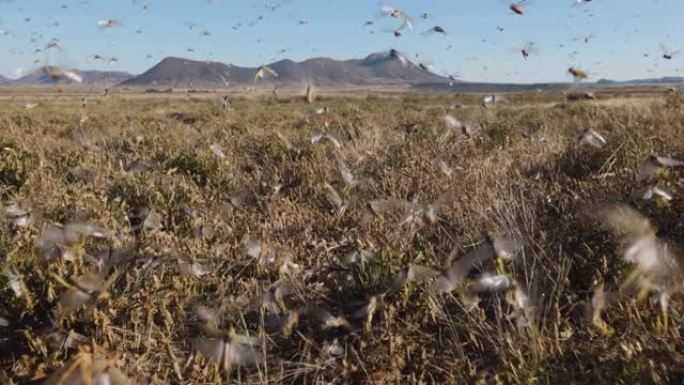 跟踪镜头。与全球变暖，气候变化，气候紧急情况有关的非洲数百万只蝗虫蜂群使农作物大量减少