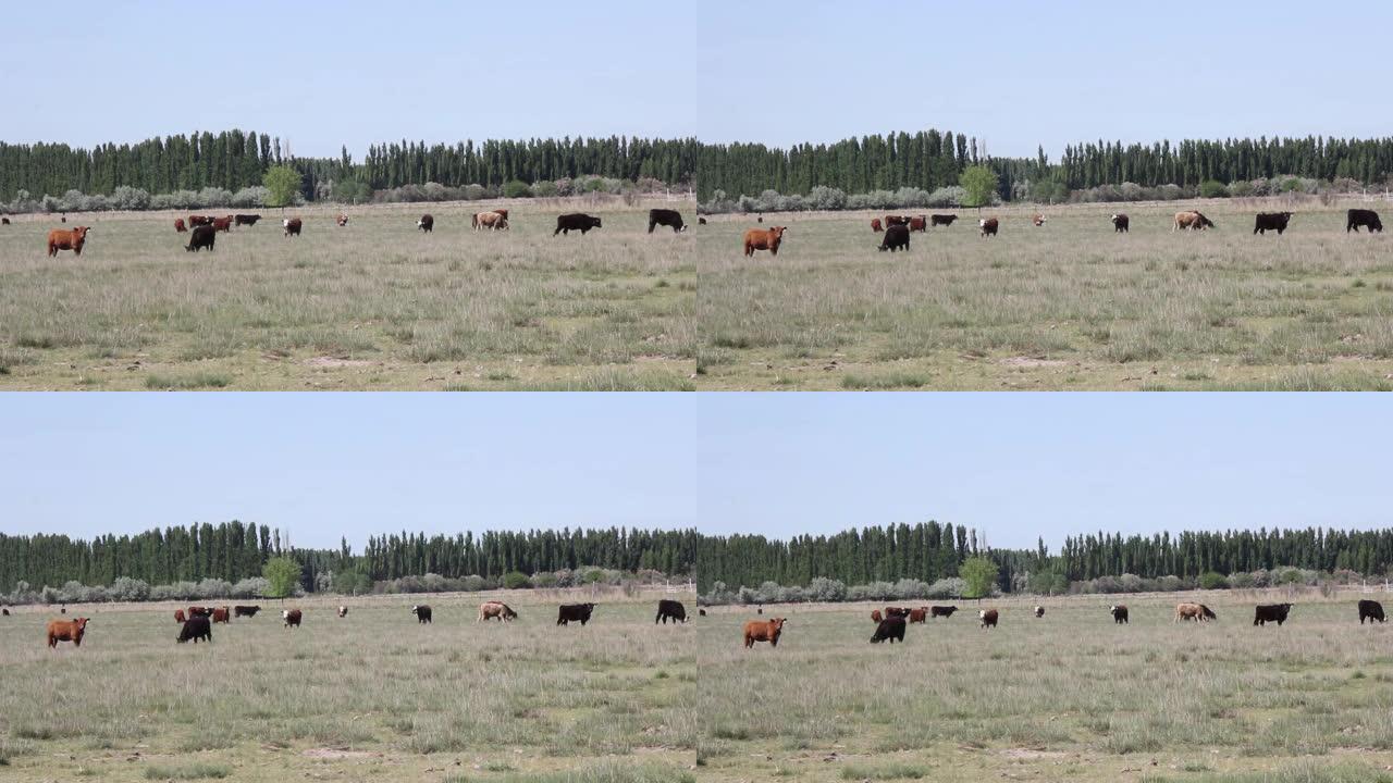 阿根廷农田放牧的牛。4k分辨率。