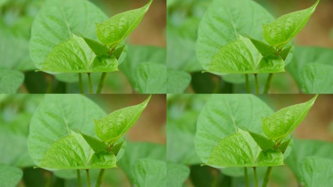 红薯叶蔬菜红薯叶豇豆豌豆食材